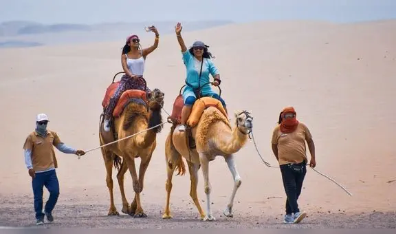 ¿Quieres conocer camellos en Ica? Conoce cómo llegar y cuánto cuesta vivir esta aventura