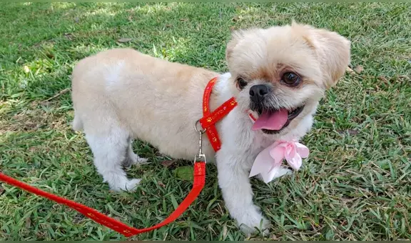 Familia pide ayuda para encontrar a su mascota perdida en El Agustino