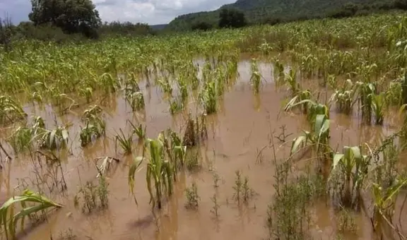 Ciclón Yaku: ¿cómo acceder al Seguro Agrario Catastrófico de S/800 por hectárea?