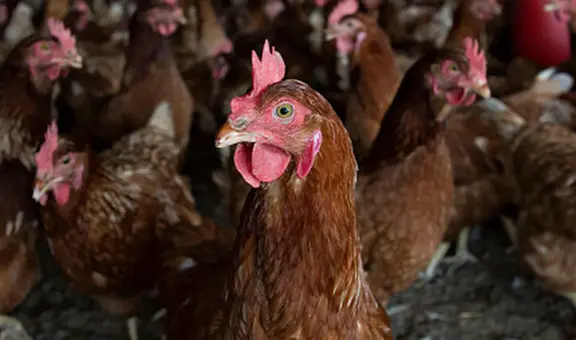 Confirman primer brote de gripe aviar en aves de corral en Chile