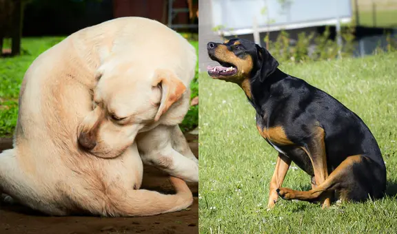¿Sabías que los perros no solo arrastran su trasero en el piso por parásitos? Conoce los motivos