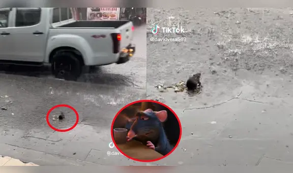 ¡Como en el cine! Captan a roedor en plena lluvia y usuarios reaccionan: "Te entiendo, chefcito"
