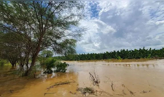 Desborde del río Piura causa pérdidas de 7 millones de soles a agricultores de la región