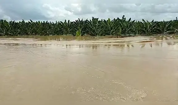 Río Piura se desborda y arrasa más de 690 hectáreas de cultivos de banano orgánico y mango