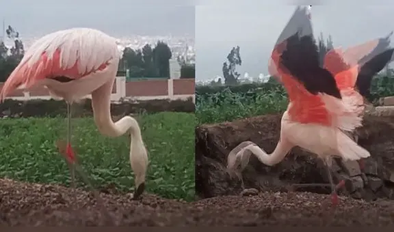 Flamencos son captados comiendo en chacras de la ciudad de Arequipa: ¡qué hermoso!