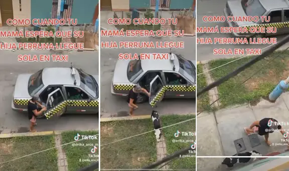Perrita escapa de casa y regresa en taxi 2 días después: “Ya es independiente”