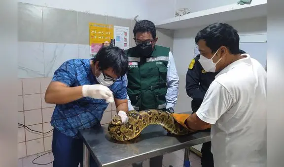 Rescatan boas, iguanas y zarigüeyas afectadas por las lluvias en Piura