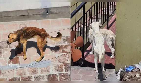 Maltrato animal: denuncian a hombre por no alimentar a más de 18 canes en Arequipa