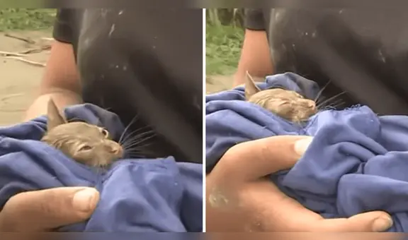 Gatito es rescatado vivo del huaico que azotó el poblado de San Jacinto en Áncash