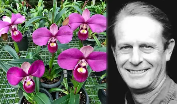'Zapatito rosado', la hermosa orquídea peruana: ¿cómo fue traficada y patentada por un estadounidense?