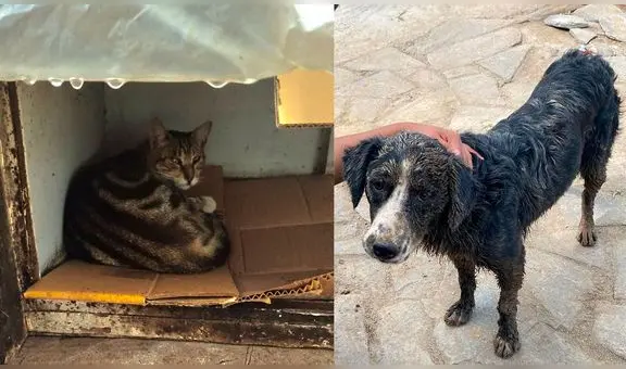Los animales también sufren por los huaicos: piden apoyo para perros y gatos rescatados