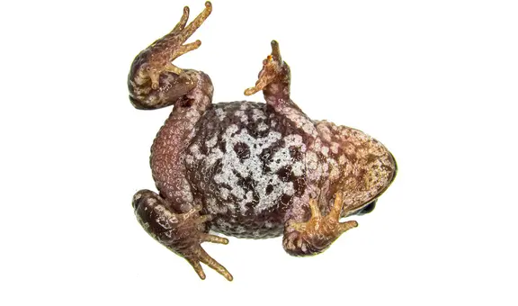 Descubren en Perú al 'Espíritu del Mantaro', una especie de rana nunca antes vista