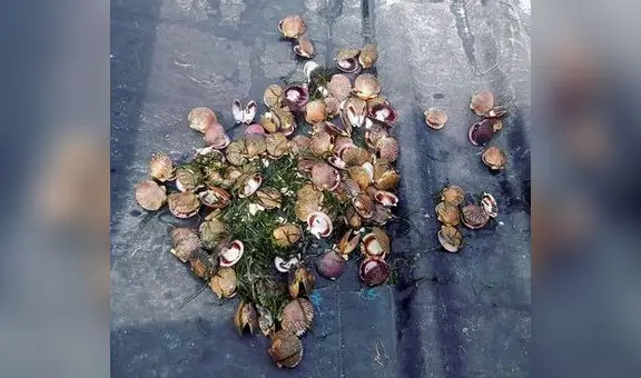 Maricultores denuncian muerte de conchas de abanico por construcción de dique de contención