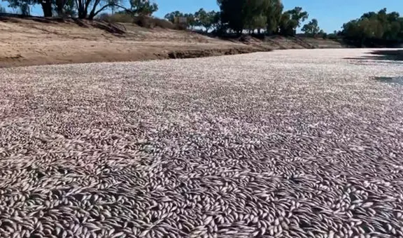 “Es horrible”: millones de peces muertos por intensa ola de calor bloquean un río australiano