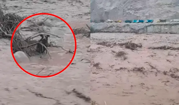 Huaico en Canta: perrito se aferra a la vida en el río Chillón tras ser arrastrado por masa de lodo
