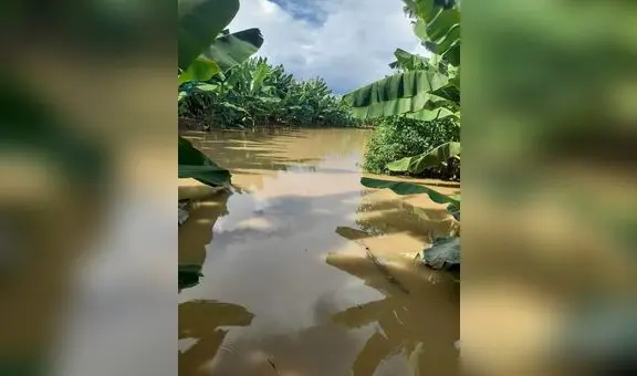Bananeros de Piura pierden más de un millón de soles tras inundación de 60 hectáreas de plantaciones