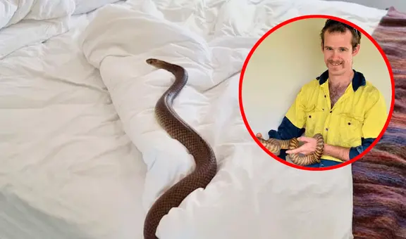 “¡Revisa la cama cuidadosamente!”: amigos despiertan con una enorme serpiente en su habitación