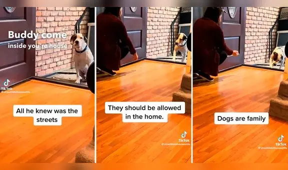 Perrito callejero ingresa por primera vez a su nuevo hogar y tiene conmovedora reacción