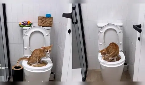 Gatito se hace viral en TikTok porque aprende a usar el baño