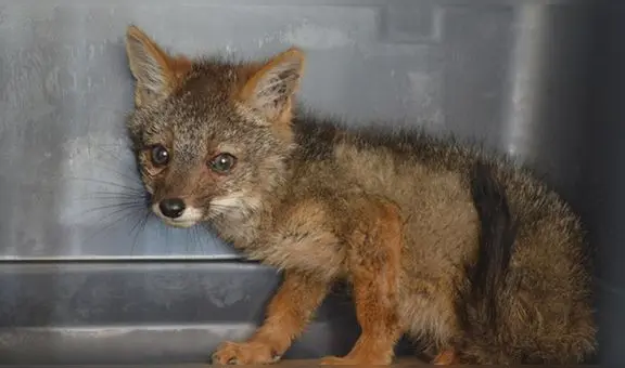 Zorro de 3 meses es rescatado tras estar cautivo en un domicilio en Áncash