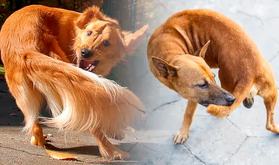 ¿Por qué los perros se muerden su propia cola? Esta es la verdadera razón
