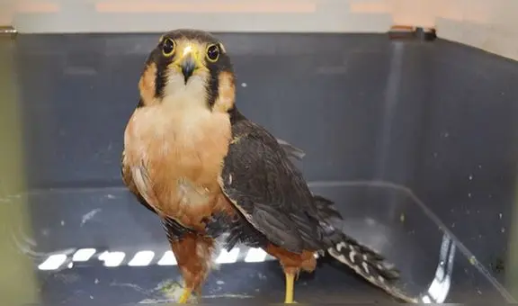 Halcón perdiguero es rescatado tras reporte de ciudadanos en Áncash