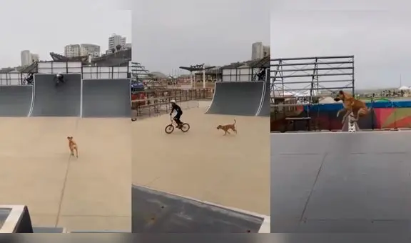 Perrito hace divertidos trucos junto a joven que practica ciclismo BMX y se hace viral