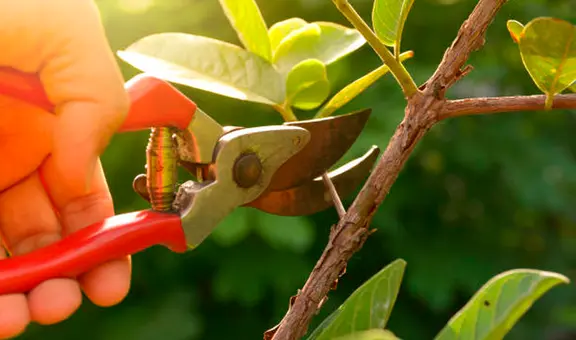 Por primera vez, científicos detectan los 'gritos' de las plantas cuando son cortadas