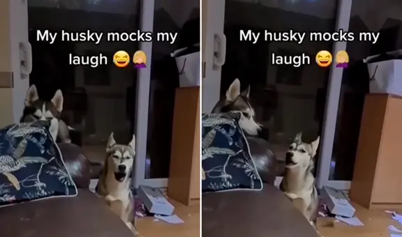 Perro se 'burla' de la risa de su dueño y escena sorprende a miles en redes sociales