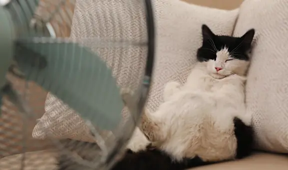 ¿Cómo combatir el calor en las mascotas y qué razas tienen más problemas con este?