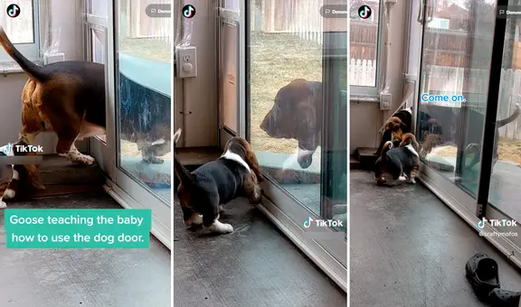 ¡Madre solo hay una! Perrita enseña a su cría cómo salir por la puerta para mascotas