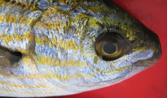 El pescado que puede causar alucinaciones similares a las del LSD cuando lo comes