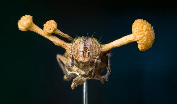 Impactantes imágenes de animales infectados por Cordyceps, el hongo 'zombie'