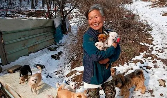 Mujer rescata a 200 perros que iban a ser vendidos a un restaurante como alimento