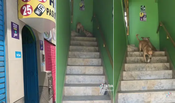 Captan a ‘Firulais’ entrando a hostal con su compañera canina y su dueño lo manda a casa