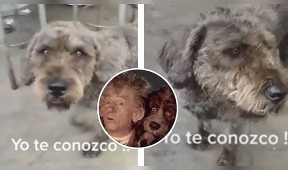 Joven ve un perrito parecido al de "El narrador de cuentos" y se emociona: "Yo te conozco"