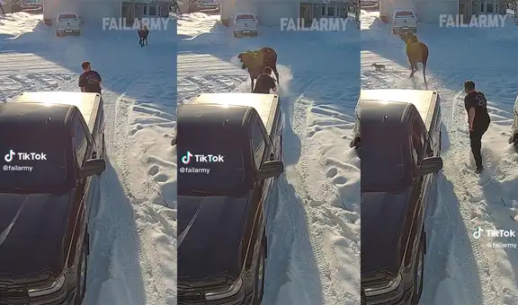 Perro salva a su dueño de ser ferozmente atacado por un alce