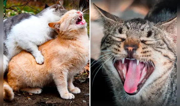 ¿Por qué motivo las gatas hacen demasiado ruido al momento de aparearse?