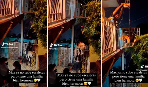 Video muestra cómo familia crea un arnés para ayudar a subir a su perro