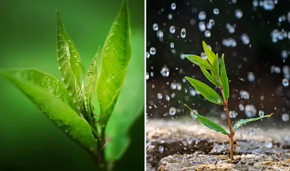 ¿Sabías que las plantas "sienten pánico" de la lluvia? Esto dicen los científicos