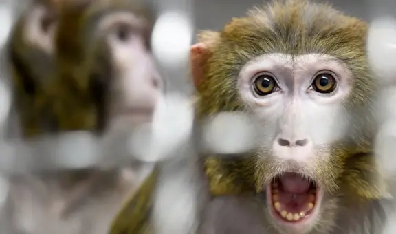 Científicos chinos logran crear embriones artificiales de monos sin usar óvulos ni esperma