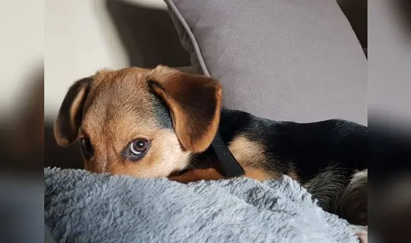 Alquiler de departamento: ni fumadores ni mascotas