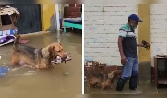 Perrita rescata a su cría que perdió la vida tras inundaciones en Lambayeque: "Amor de madre”