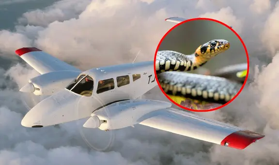 Piloto encuentra una serpiente por su asiento y se salva de ser mordido en pleno vuelo