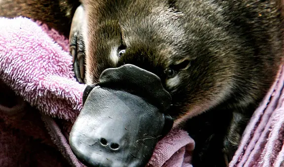 Detienen a joven por sustraer a un ornitorrinco de su hábitat y llevárselo 'de compras'