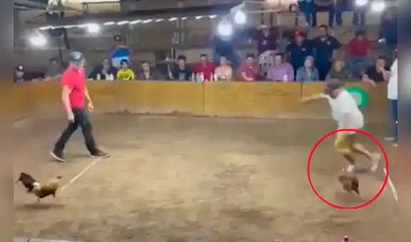 Maltrato animal: gallo con navaja ataca y hiere a su propio dueño durante ilegal práctica