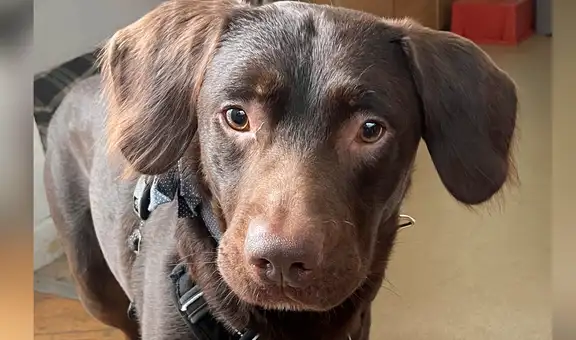 Conoce a Coco, el perro que tuvo que ser tratado por su adicción al alcohol