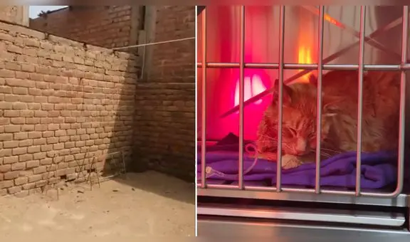 Ventanilla: albergue sufre continuas amenazas de envenenamiento a mascotas