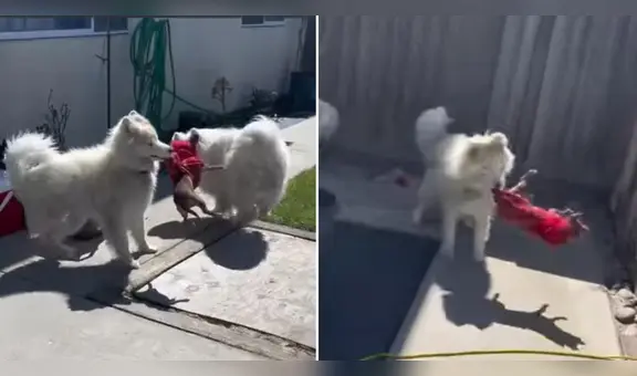 Perros fueron regañados por su dueña tras jugar toscamente con una chihuahua