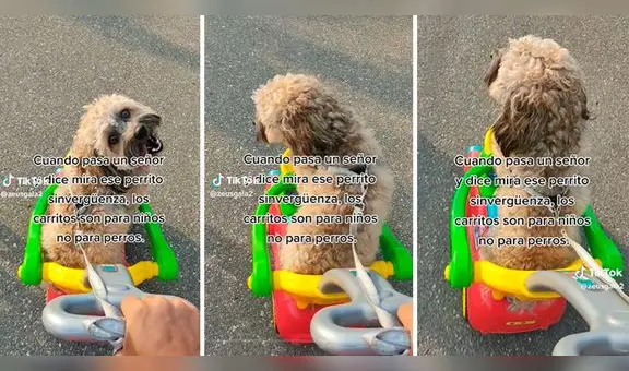“Los carritos son para niños, no para perros”: mujer pasea a su mascota en movilidad de juguete y la critican